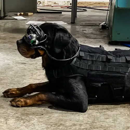 US Army may use AR goggles for bomb-sniffing dogs
