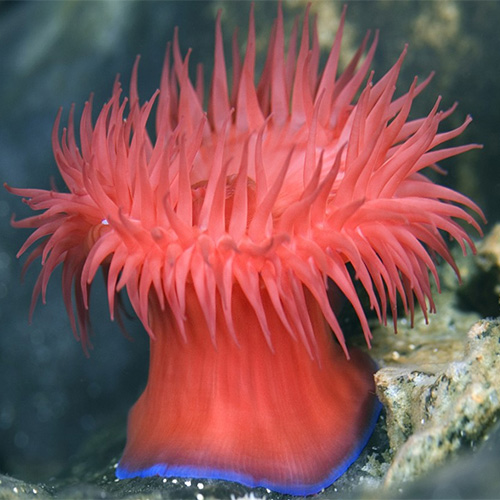 Brainless Animals Show Ability to Learn Without a Central Brain