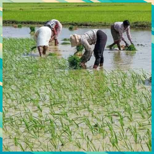 India's agriculture exports surpass $50Bn mark India's agriculture exports surpass $50Bn mark