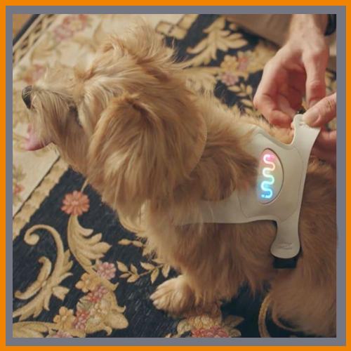 Smart wearables can now reveal a dog’s mood