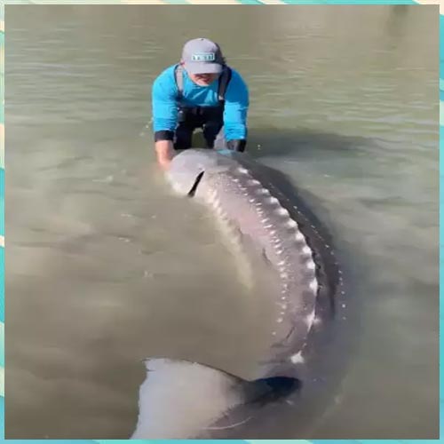 Canadian fisherman catches 10.5 feet long sturgeon dubbed as ‘living dinosaur’